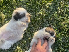 Vand catei bichon