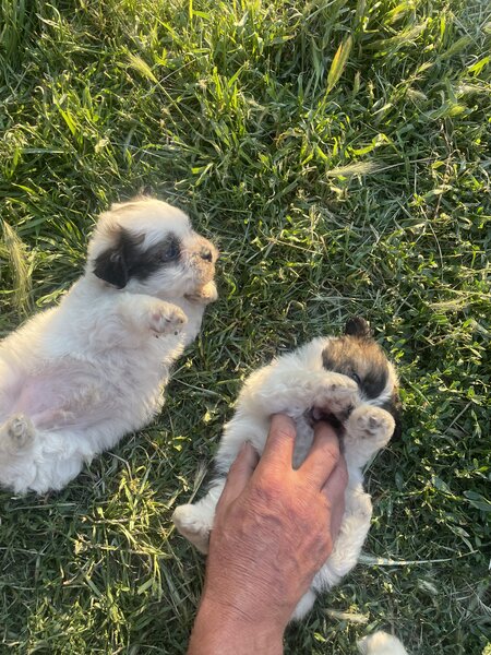 Vand catei bichon