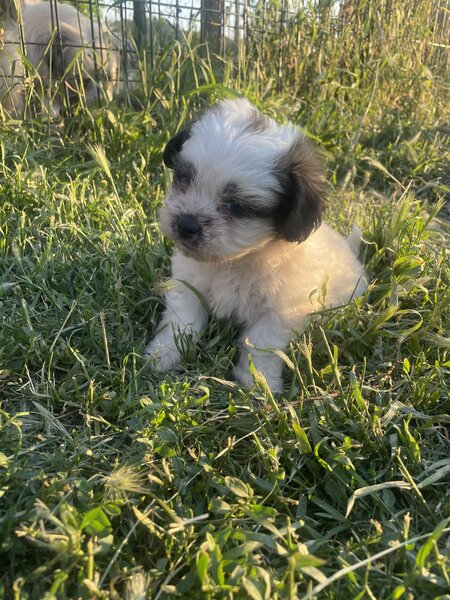 Vand catei bichon