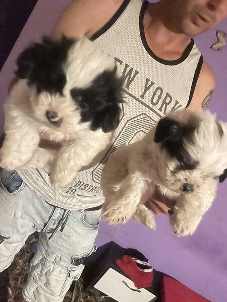 Vand catei bichon