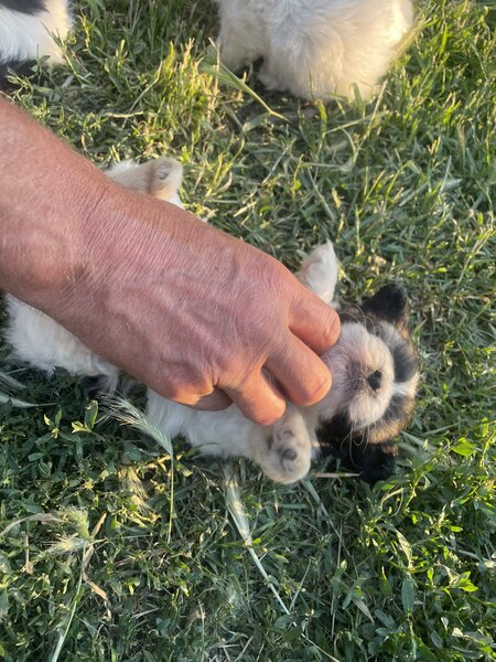Vand catei bichon