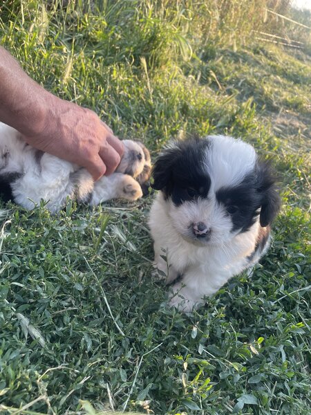 Vand catei bichon
