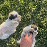 Vand catei bichon
