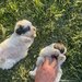 Vand catei bichon