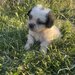 Vand catei bichon