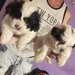 Vand catei bichon
