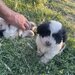Vand catei bichon